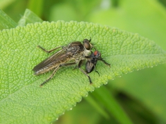 Epipamponeurus americanus