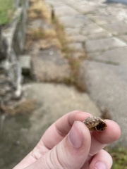 Gastropoda