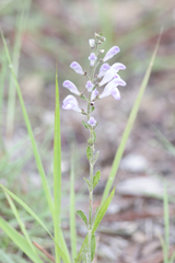 Scutellaria arenicola
