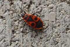 Pyrrhocoris apterus
