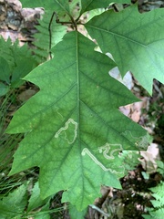 Stigmella quercipulchella