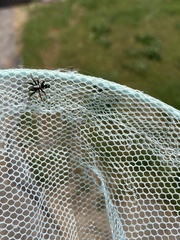 Herpyllinae
