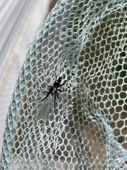 Herpyllinae