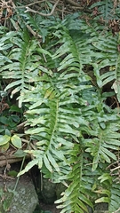 Polypodium macaronesicum azoricum