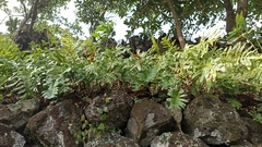 Polypodium macaronesicum azoricum
