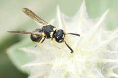Eumeninae
