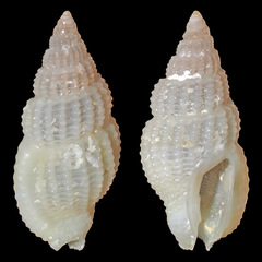Kermia