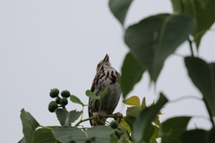 Melospiza melodia