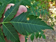 Pseudocercospora subsessilis