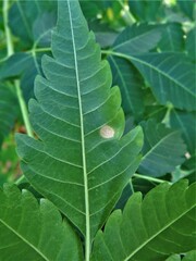 Pseudocercospora subsessilis