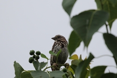 Melospiza melodia