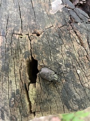 Osmoderma scabra