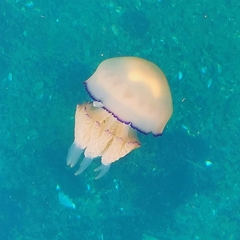 Rhizostoma pulmo