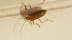 Centrodera
