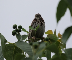 Melospiza melodia