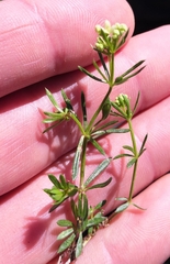 Galium anisophyllon