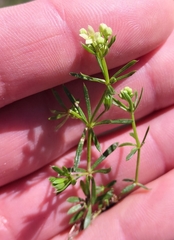 Galium anisophyllon