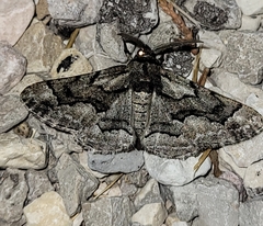 Phaeoura mexicanaria