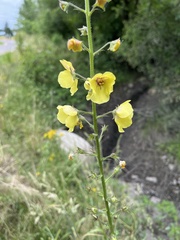 Verbascum blattaria