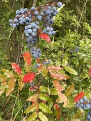 Berberis aquifolium