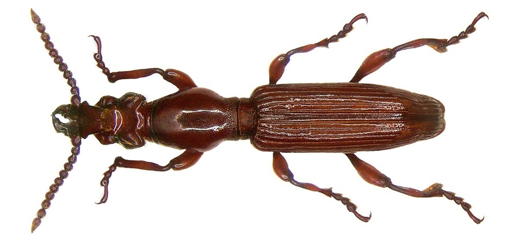 Amorphocephala