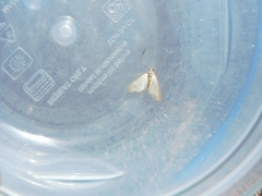 Acentria ephemerella