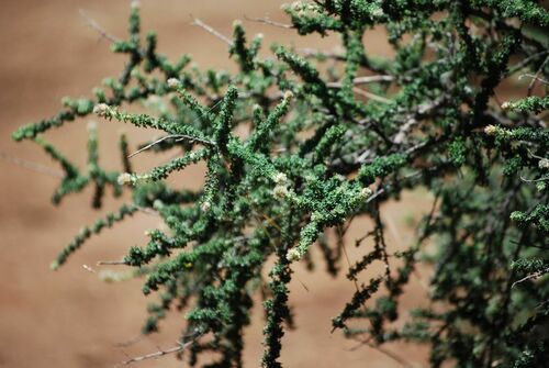 Image of Adenocarpus foliolosus by no rights reserved