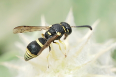 Eumeninae