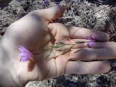 Clarkia dudleyana