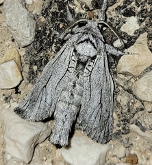 Inguromorpha itzalana