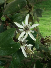 Passiflora bogotensis