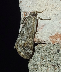 Loxostege allectalis