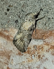 Aleptina inca