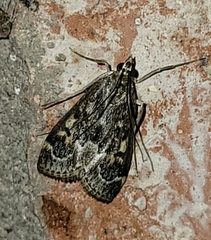 Loxostege allectalis