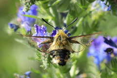 Hemaris tityus