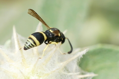 Eumeninae