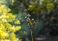 Serinus canaria canaria