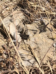 Calliptamus barbarus