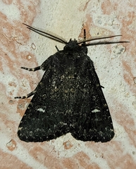 Hexorthodes inconspicua