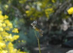Serinus canaria canaria