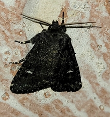 Hexorthodes inconspicua