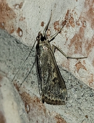 Loxostege allectalis