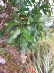 Quercus canbyi