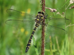 Cordulegaster boltonii