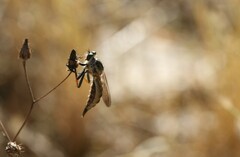 Neomochtherus geniculatus