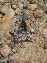 Orenaia trivialis