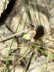 Lampyris noctiluca