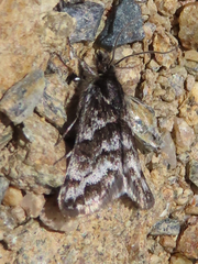 Orenaia trivialis