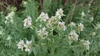 Hairy Mountainmint - Photo (c) sgeurtz, some rights reserved (CC BY-NC), uploaded by sgeurtz