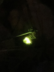 Lampyris noctiluca